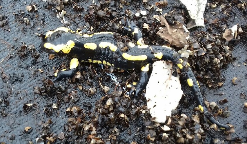 Salamandre tachetée sur la pépinière
