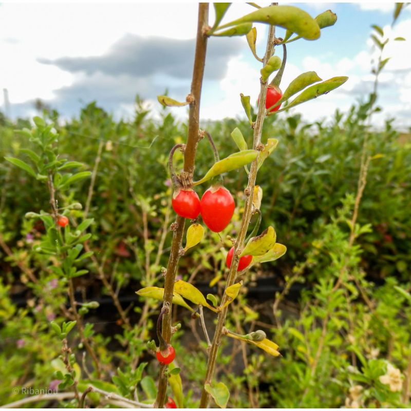 Baies de Goji de ChineBio