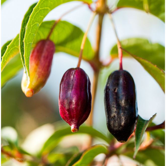 Fuchsia Regia 'Régal' Bio