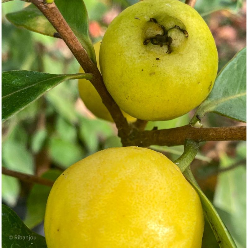 Goyavier Fraise à Fruits Jaunes Bio