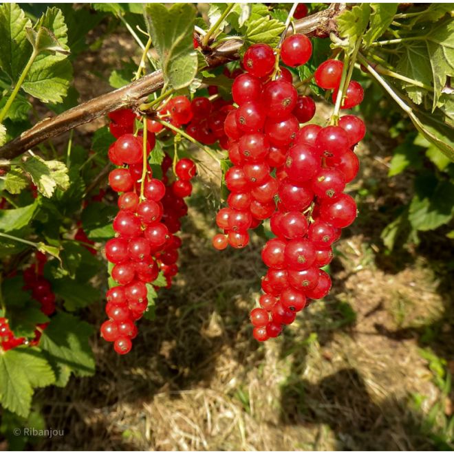 Groseiller Fertodi Longues Grappes