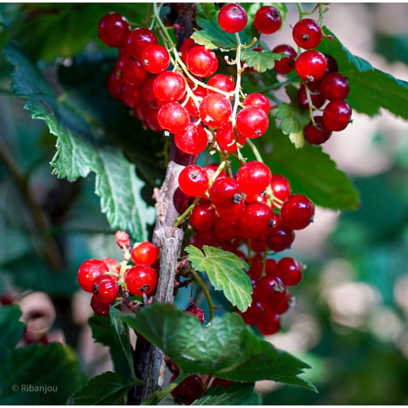 Groseiller La Turinoises Bio