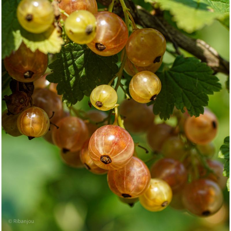 Groseiller Rose de Champagne Bio