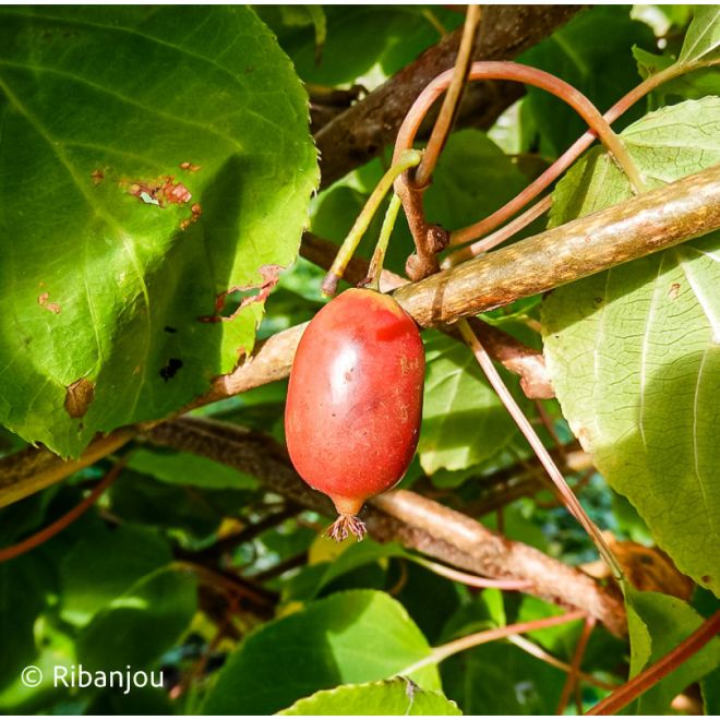 Kiwaï ♀ à Fruits Rouges Longs Bio