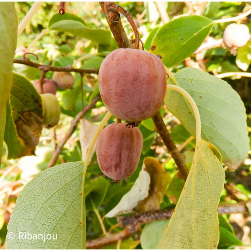 Kiwaï ♀ à Fruits Rouges Ronds Bio