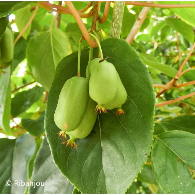 Kiwaï ♀ à Fruits Verts Longs Bio