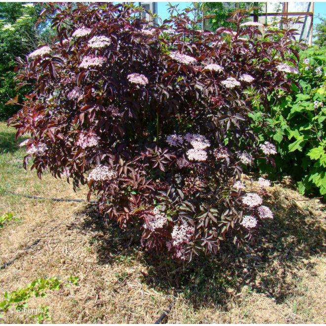 Sureau Purpurea Thundercloud Bio