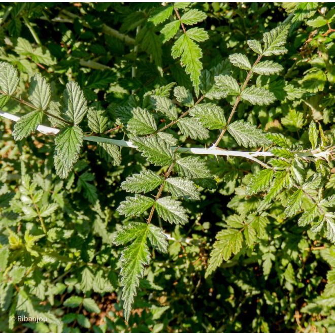 Rubus Thibethanus Bio