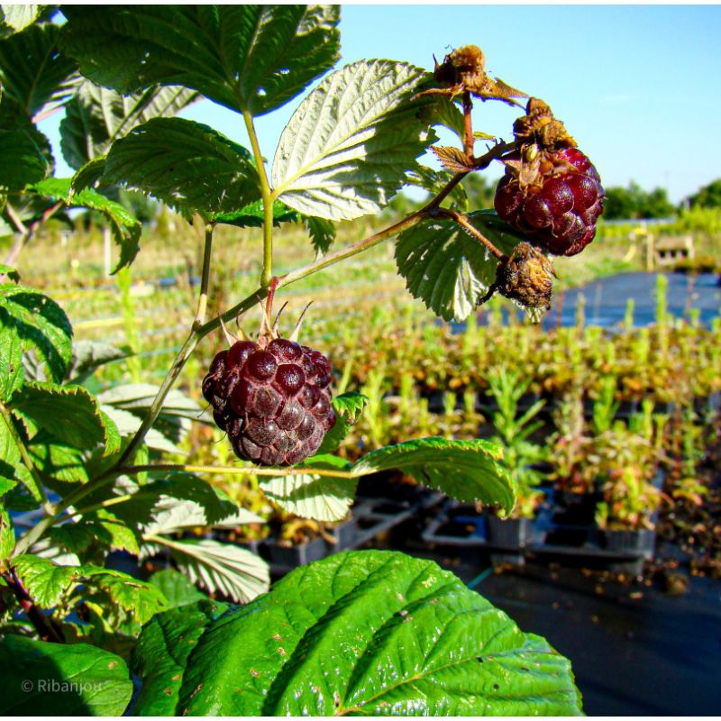 Rubus Occidentalis Royalty Bio