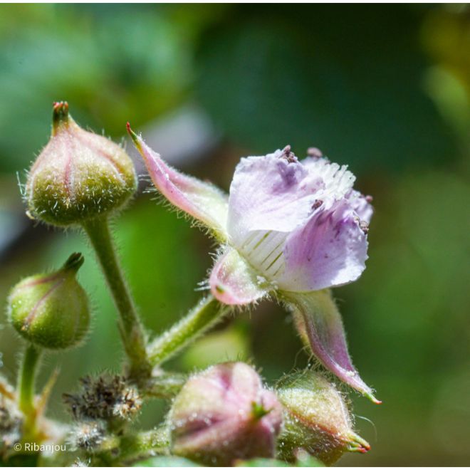 Rubus Cockburnianus Bio