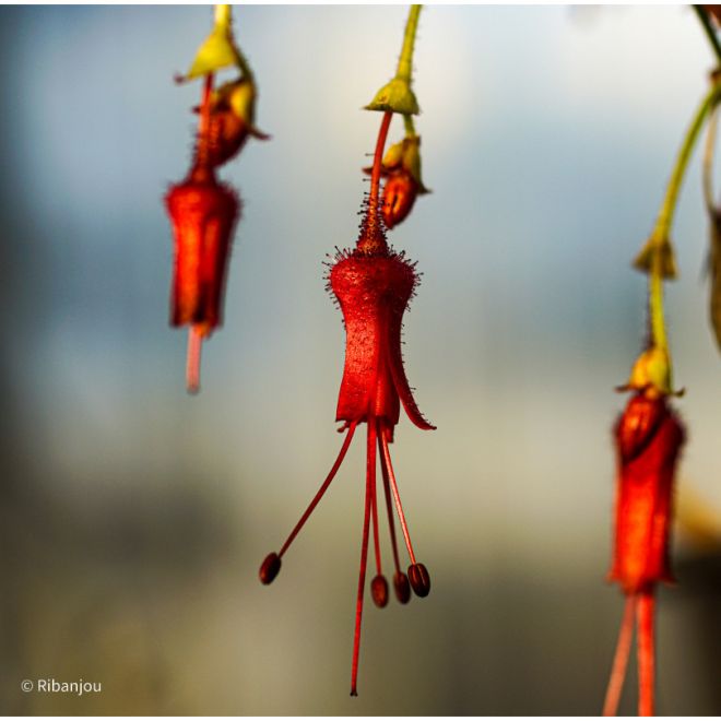 Ribes Spéciosum Bio