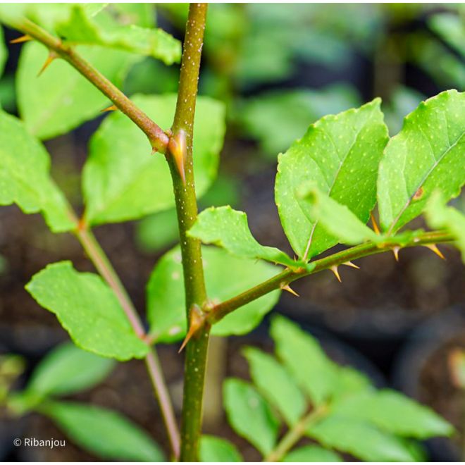 Poivrier du Sichuan Bio