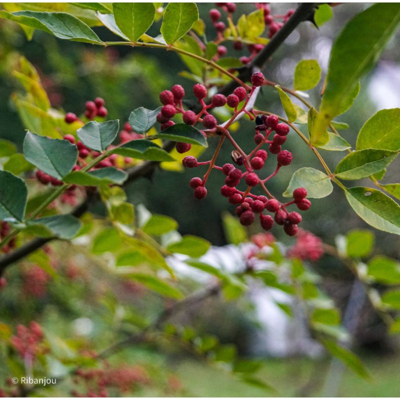 Poivrier du Sichuan Bio