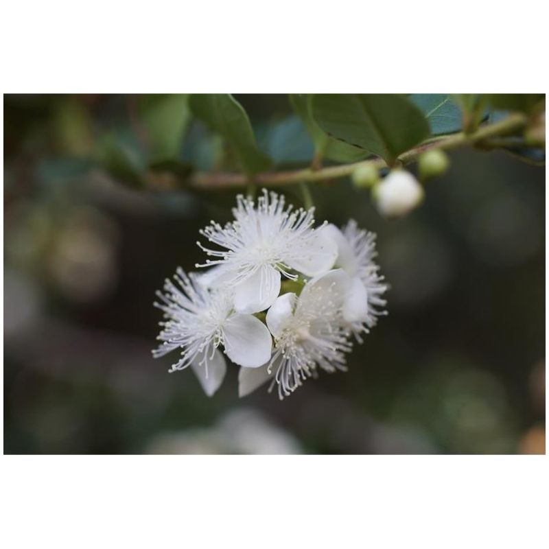 Myrte Luma Apiculata Bio