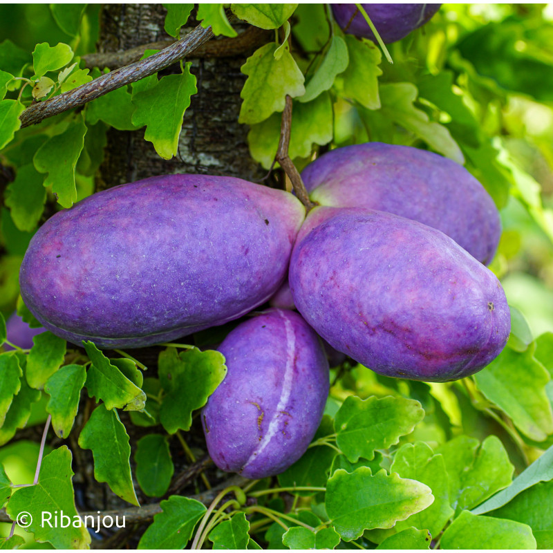 Akébia trifoliata Bio