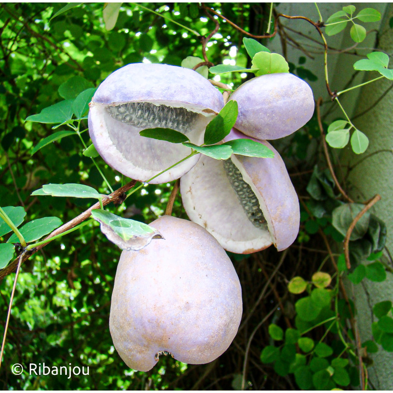 Akébia quinata Bio