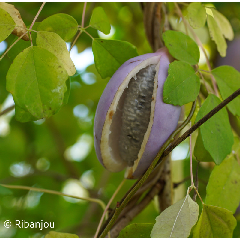 Akébia pentaphylla Bio