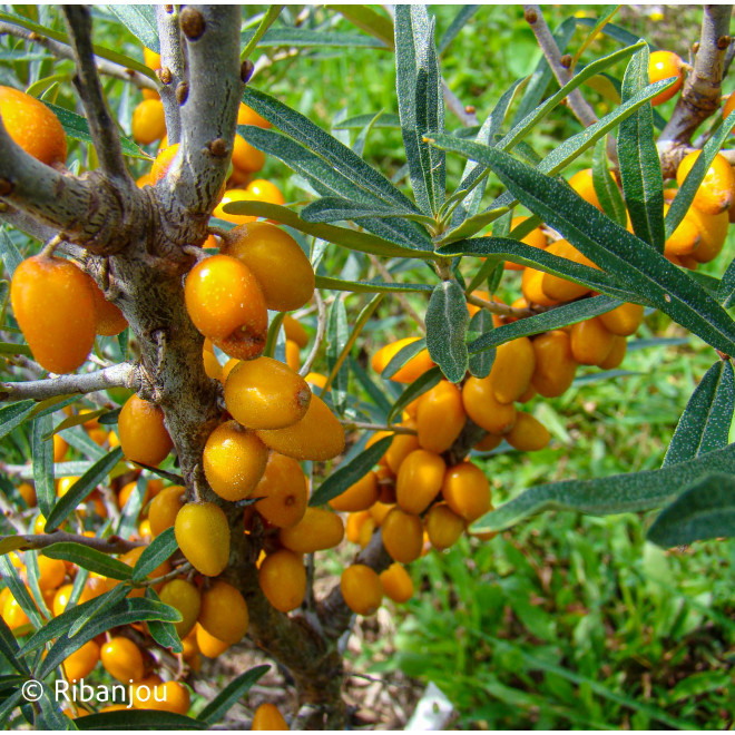 Argousier Rockorange Femelle Bio