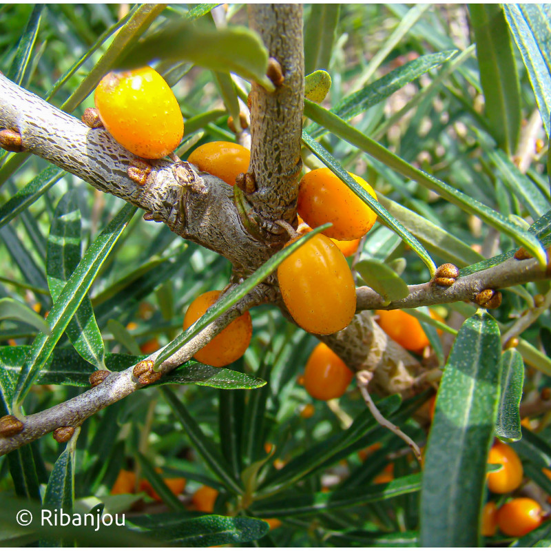 Argousier Hergo Femelle Bio