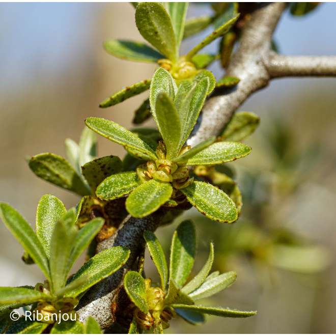 Argousier Arborescent Mâle Bio