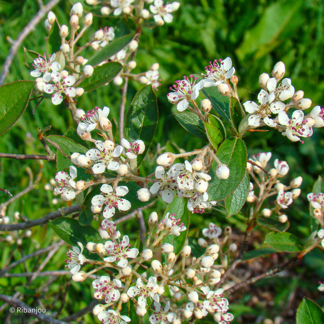 Aronia à fruits rouges Bio