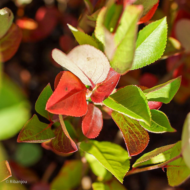 Aronia à feuille de prunier Bio