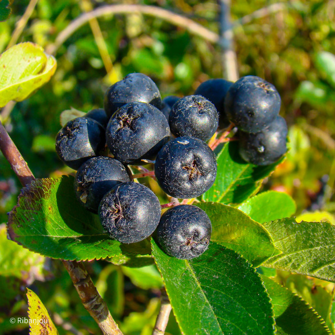 Sorbier Noir Bio