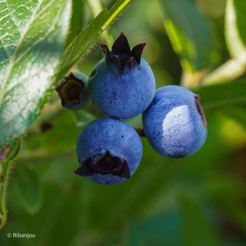 Bleuet Nain Sainte Angèle Bio