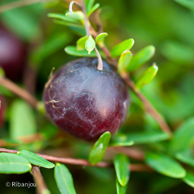 Canneberge Early Black Bio