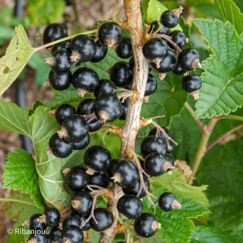 Cassis Tradimel Bio