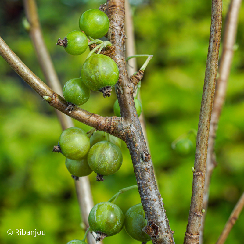 Cassis Ojeblanc Bio