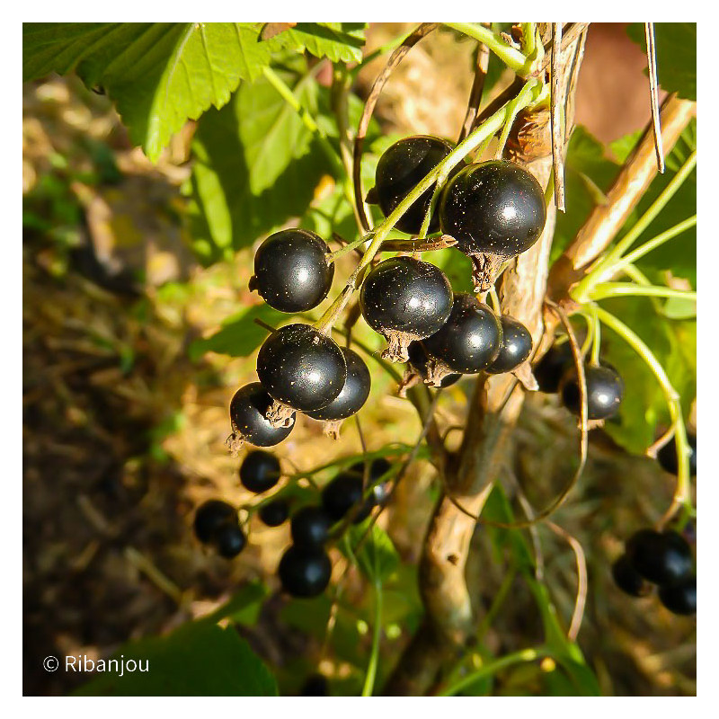 Cassis Noir de Bourgogne Bio