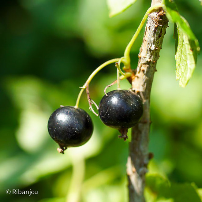 Cassis Bigno Bio