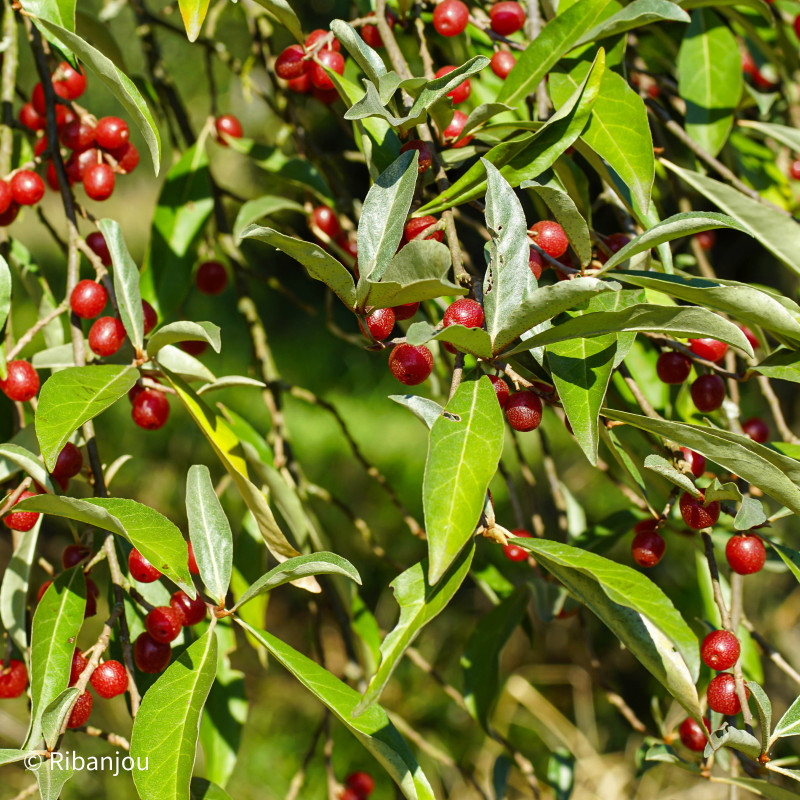 Chalef d'automne Bio