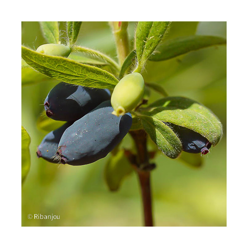 Baies de Mai Edulis Bio