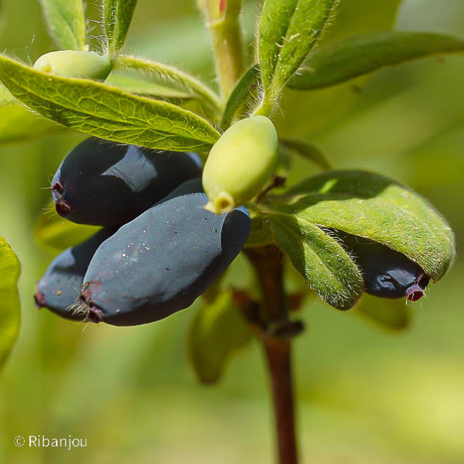 Baies de Mai Edulis Bio