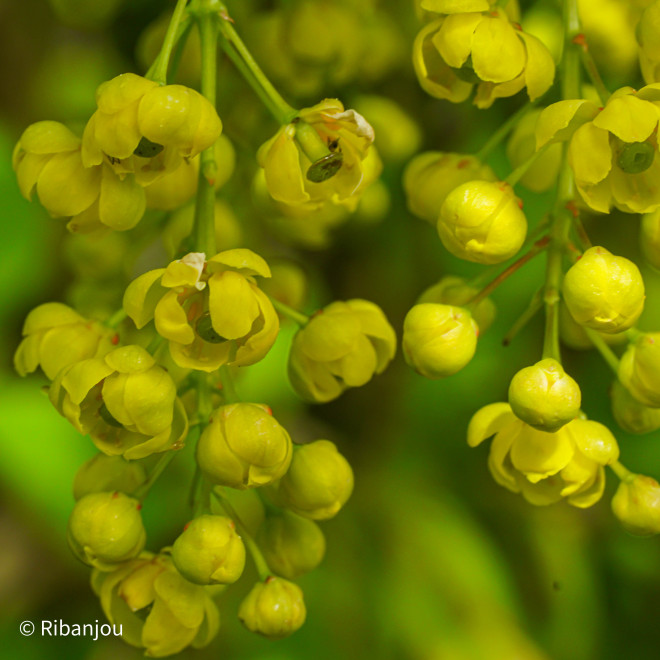 Berberis Redtears Bio