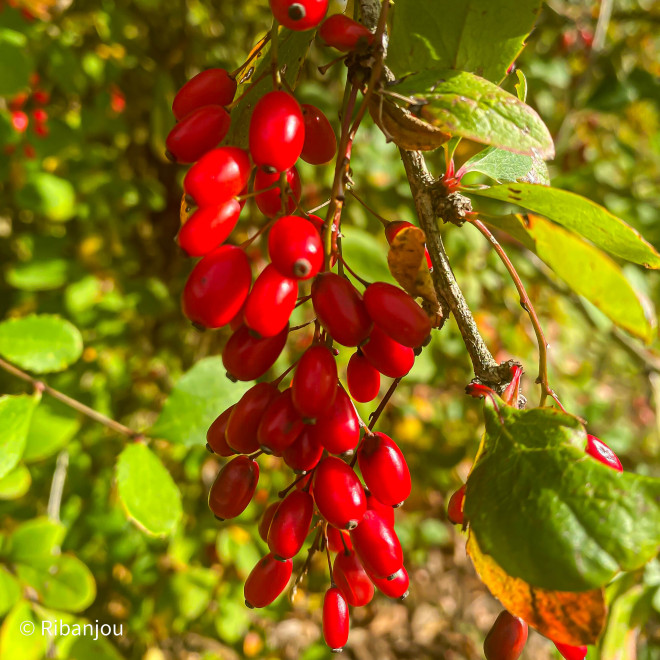 Berberis de Corée Bio