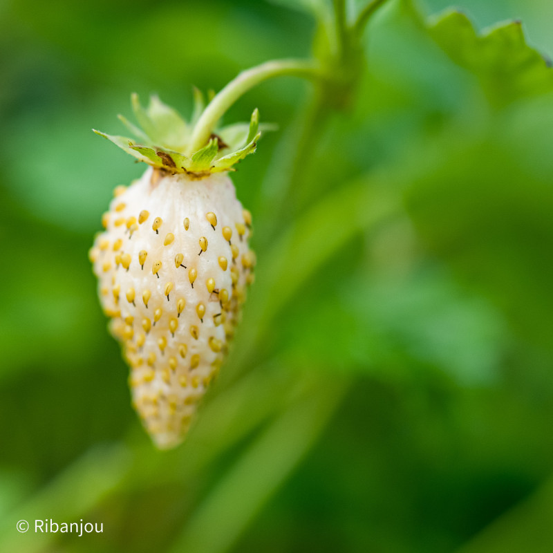 Fraisier Blanc des bois Bio