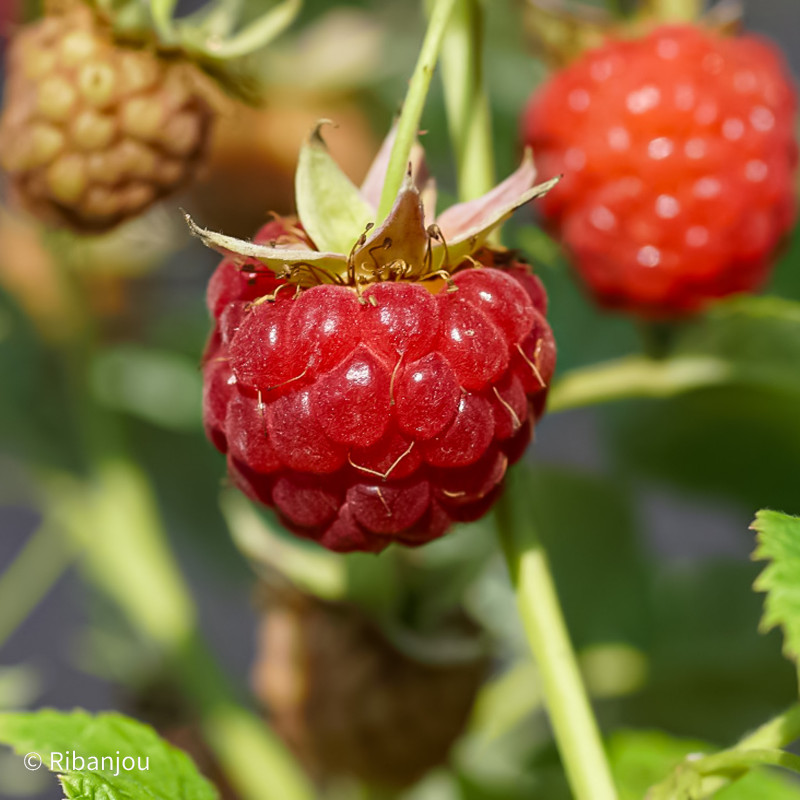 Framboisier Bois Blanc Bio