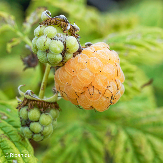 Framboisier Surprise d'Automne Bio