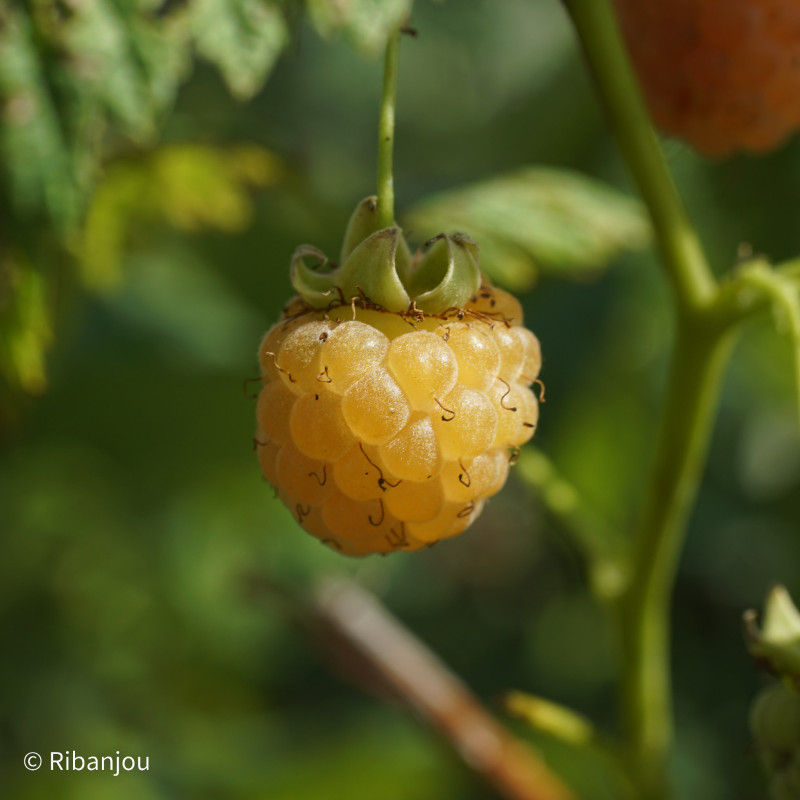 Framboisier Golden Queen Bio