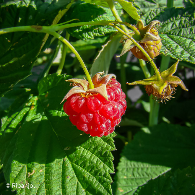 Framboisier Capitou Bio