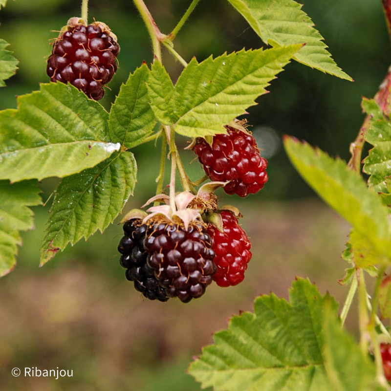 Mûre Loganberry Bio