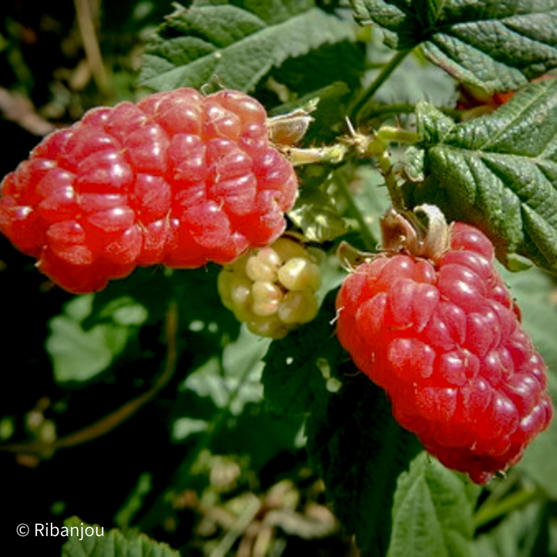 Mûre Framboise Buckingham Bio