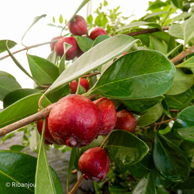 Goyavier Fraise à Fruits Rouges Bio