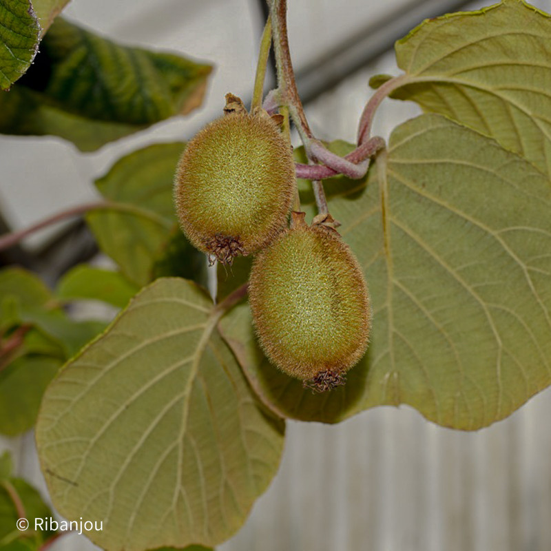 Kiwi Femelle Hayward Bio