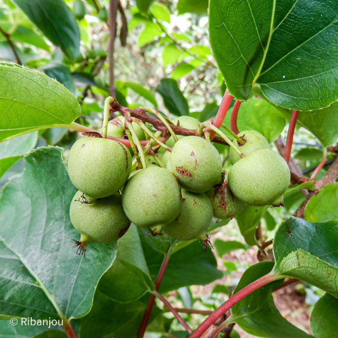 Kiwaï ♀ à Fruits Verts Ronds Bio