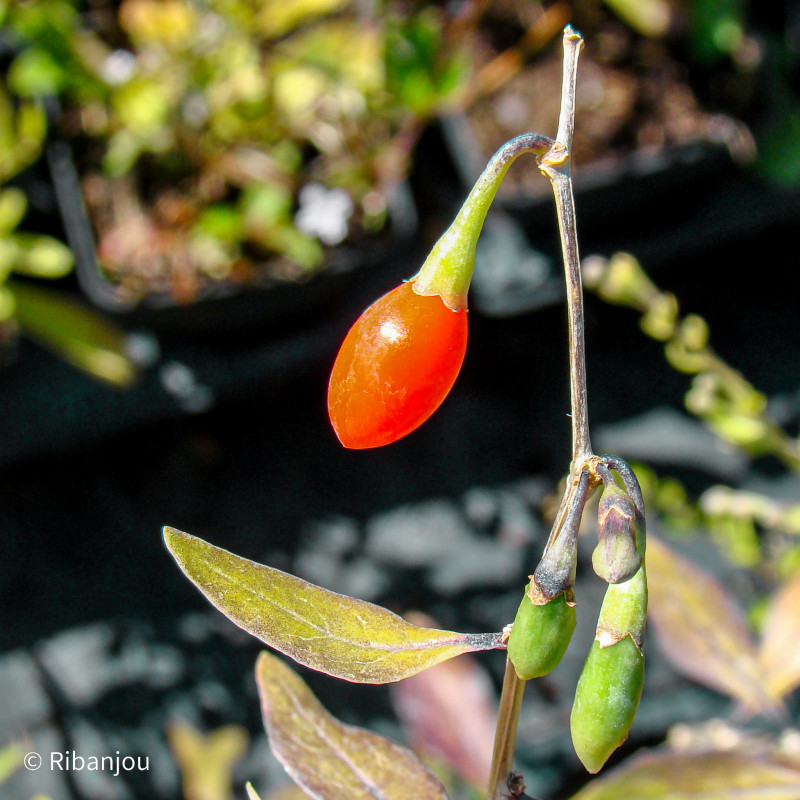 Baies de Goji Commune Bio