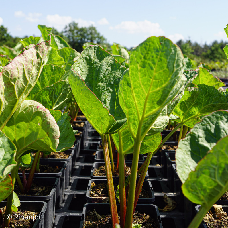 Rhubarbe des jardins Bio